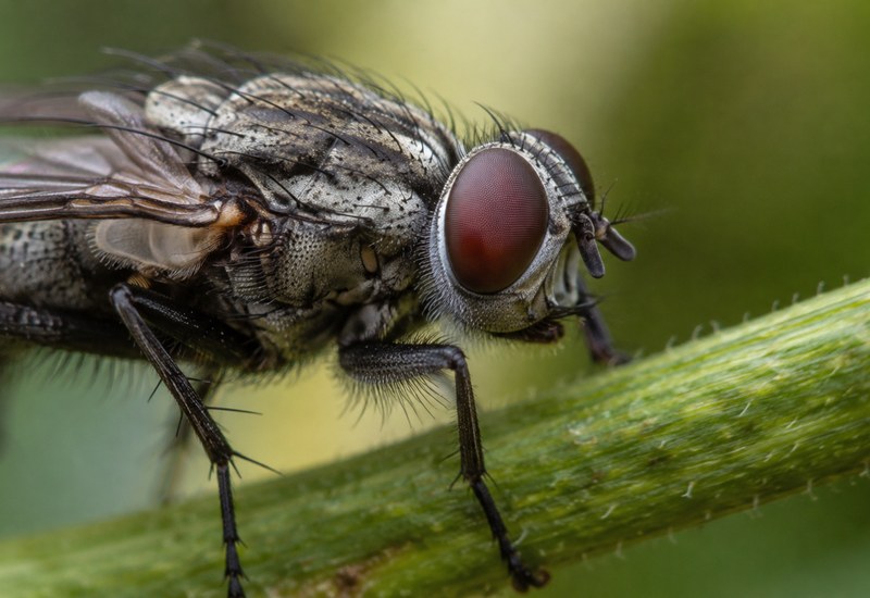 Diptera Journal Subscription