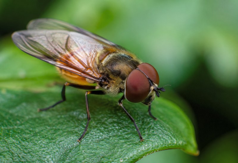 Entomology Journal Subscription